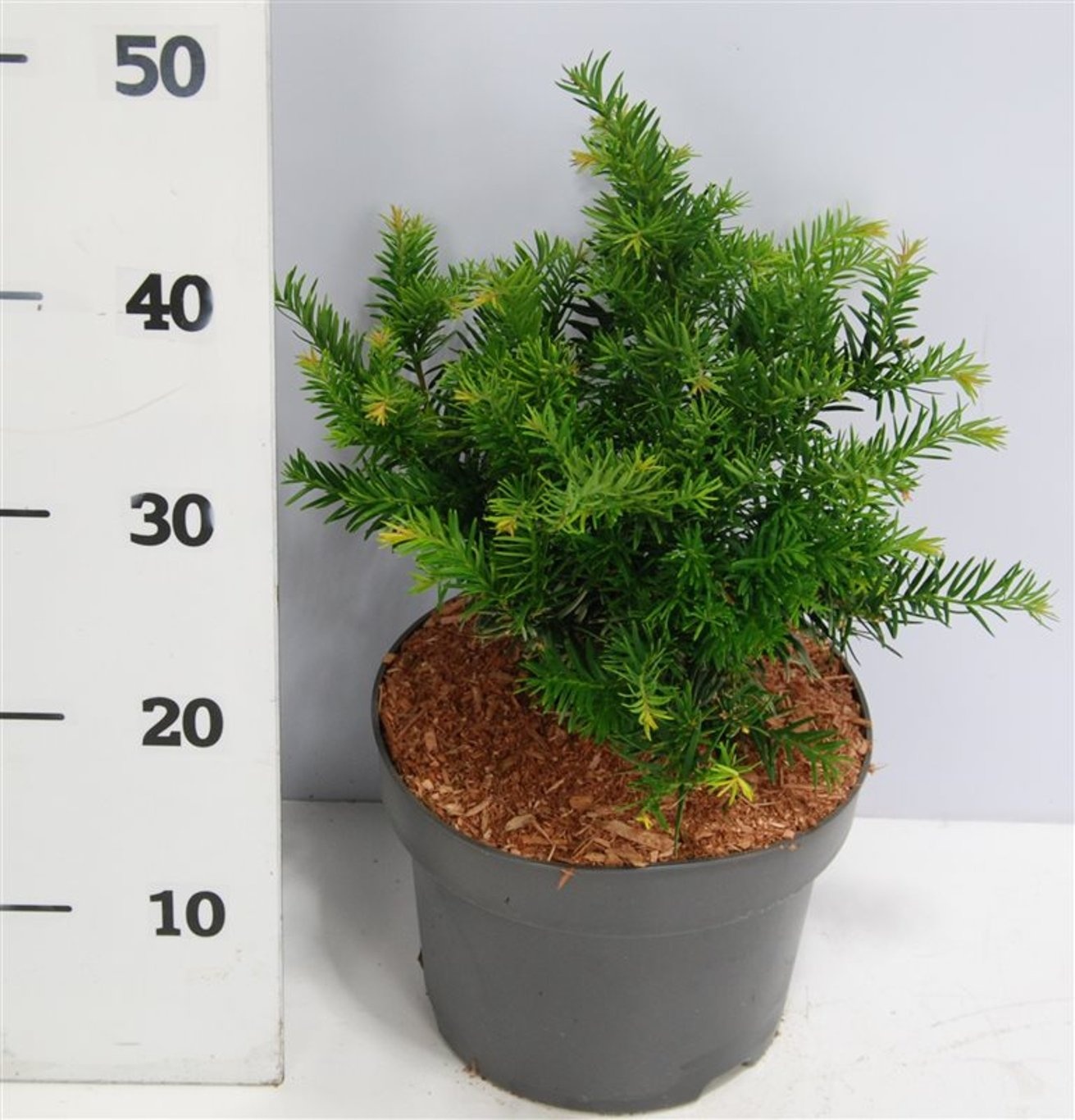 Taxus b. 'Repandens', D 23