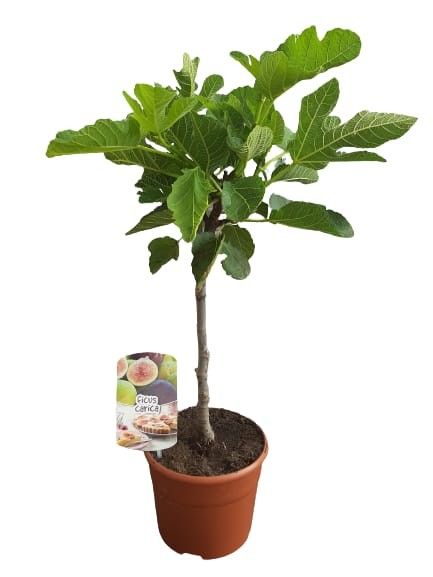 Ficus carica stem C19, D 19