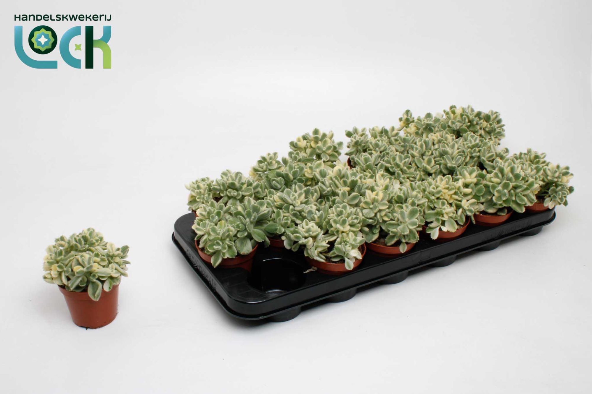 cotyledon ladismithiensis Varigata, D 8,5