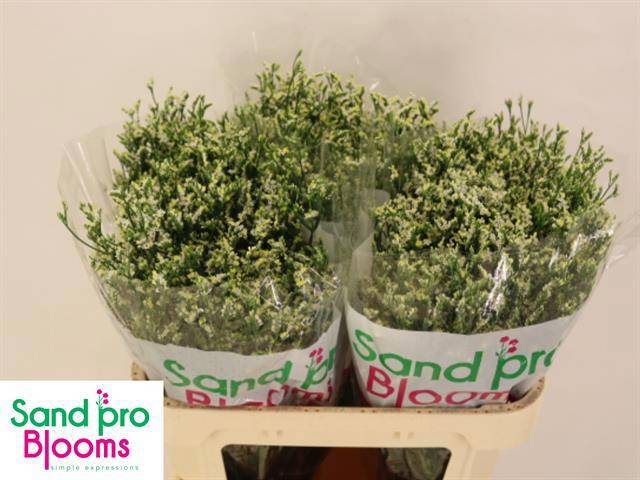 Лимониум Кул Даймонд 70, шт.