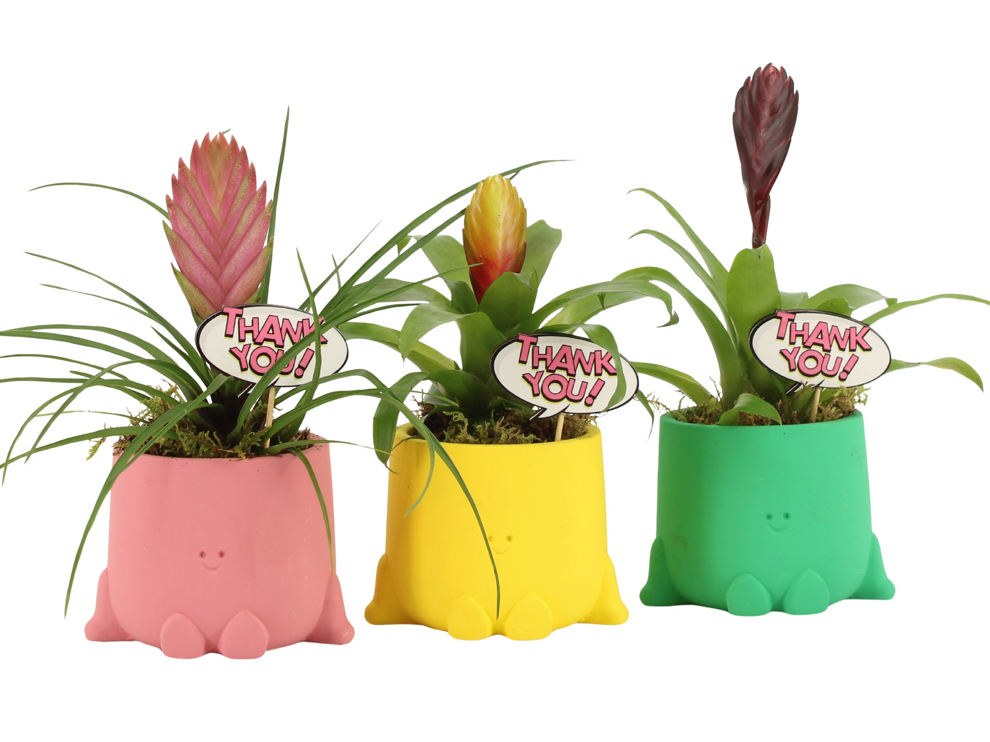 31713: Love school arrangement, D 8