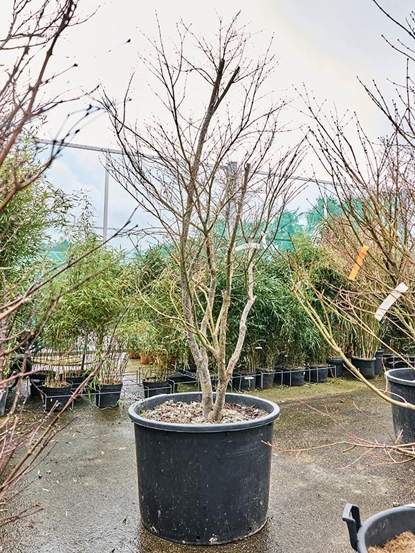 Acer pal. 'Koto-No-Ito', D 80