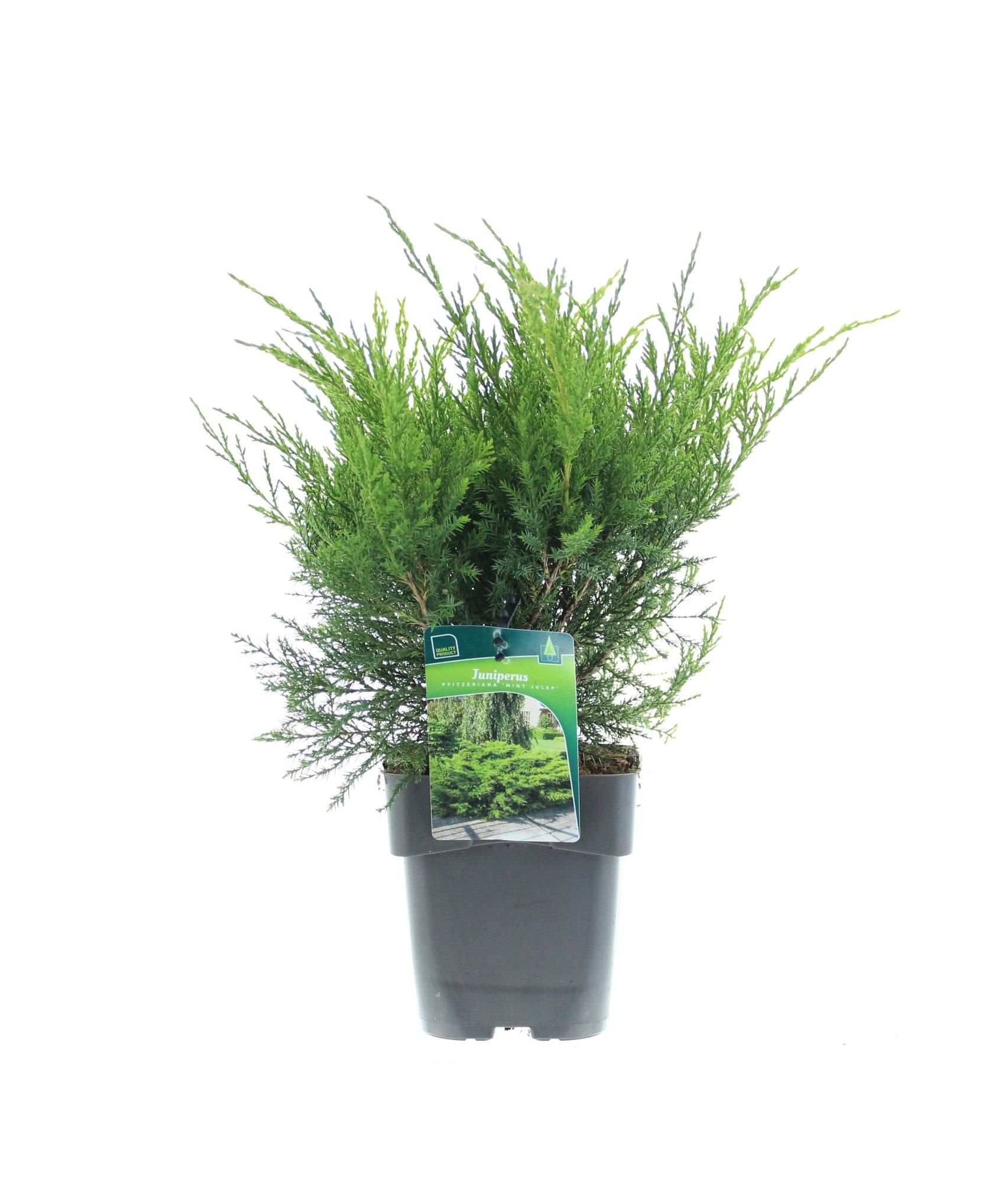 Juniperus x pfitzeriana 'Mint Julep', D 17