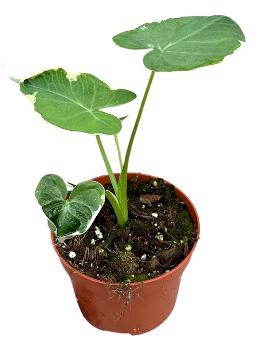Alocasia mickey mouse, D 10,5 cm