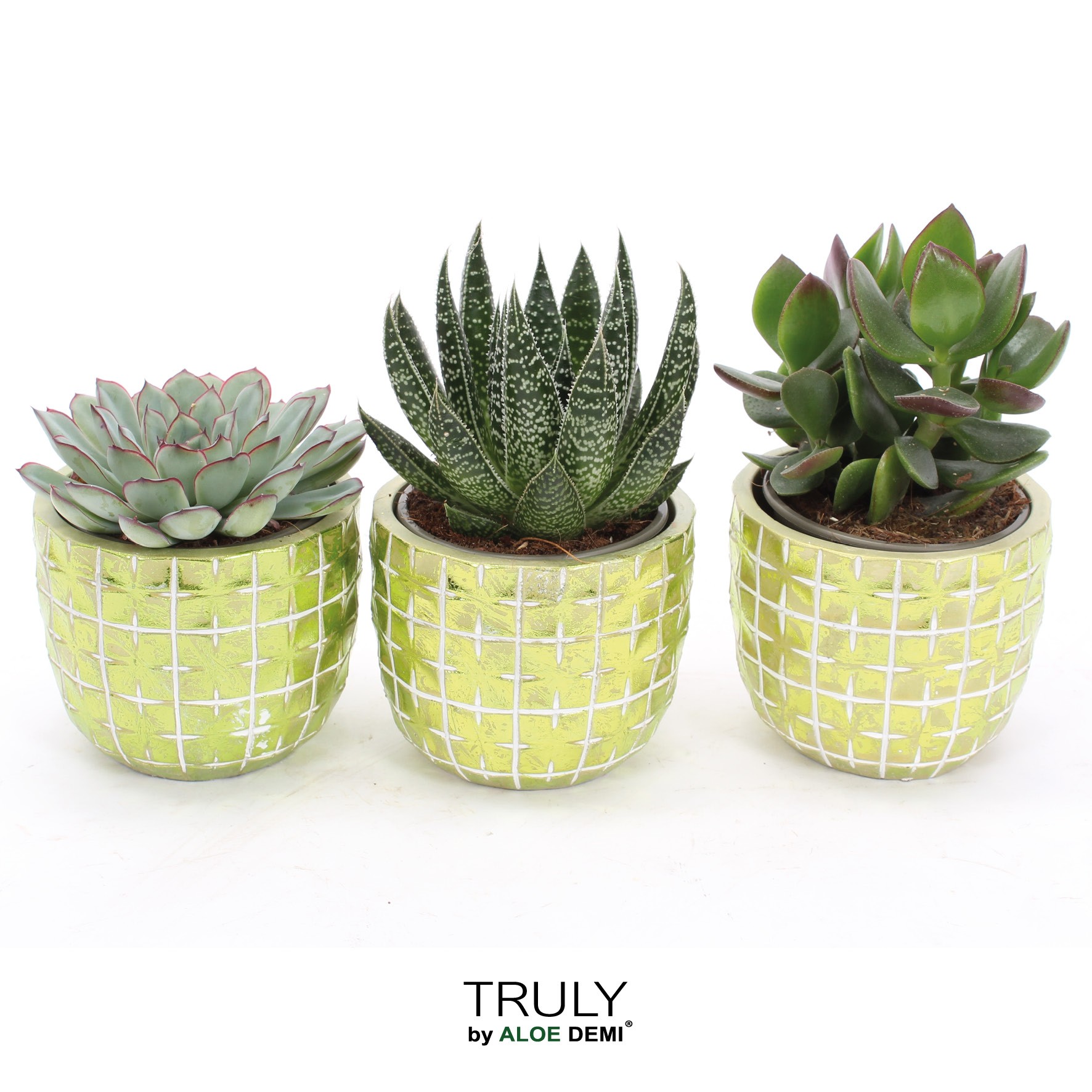 TRULY Succulent, Disco Mosaic Green M, D 10
