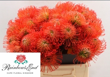 Нутанс Саксешн 40, шт.