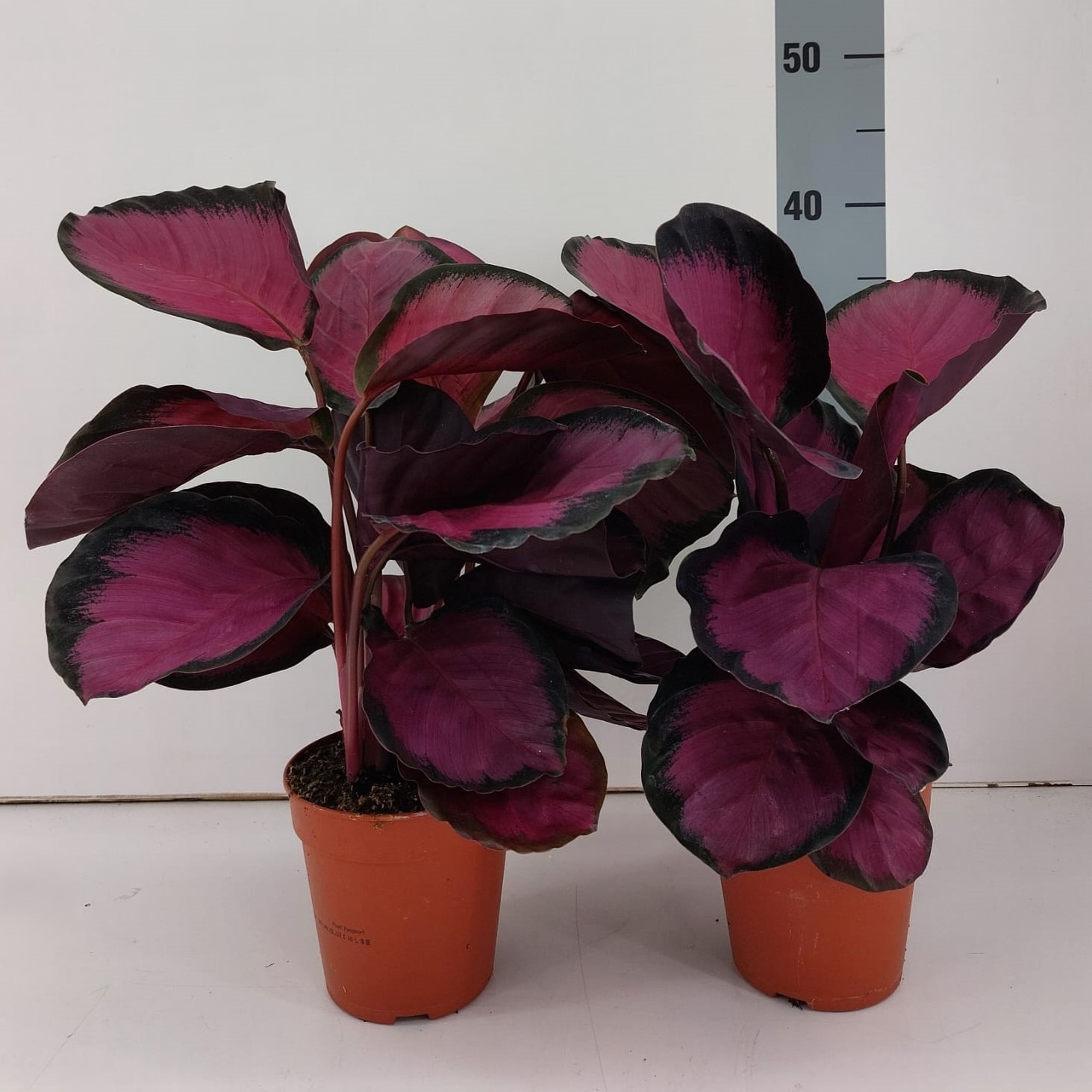Calathea Misty Red, D 12 cm