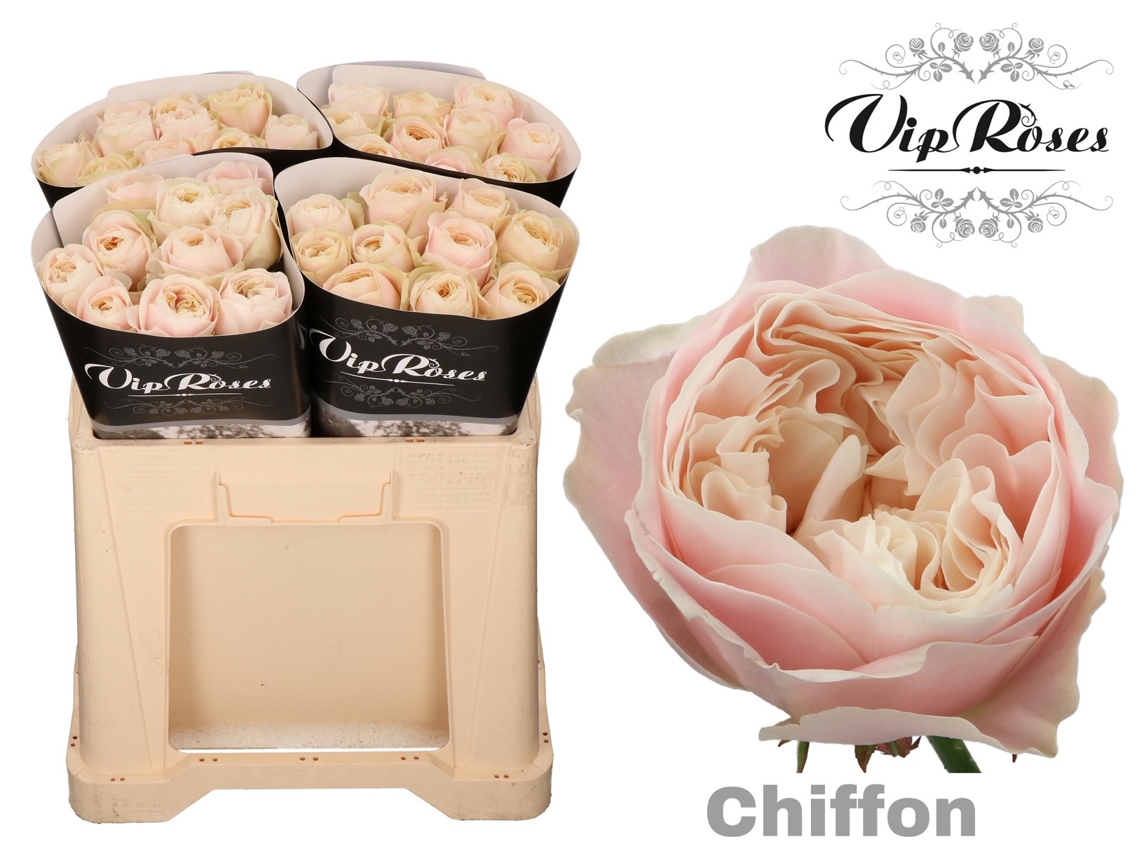 Роза од. Шифон 50, шт.