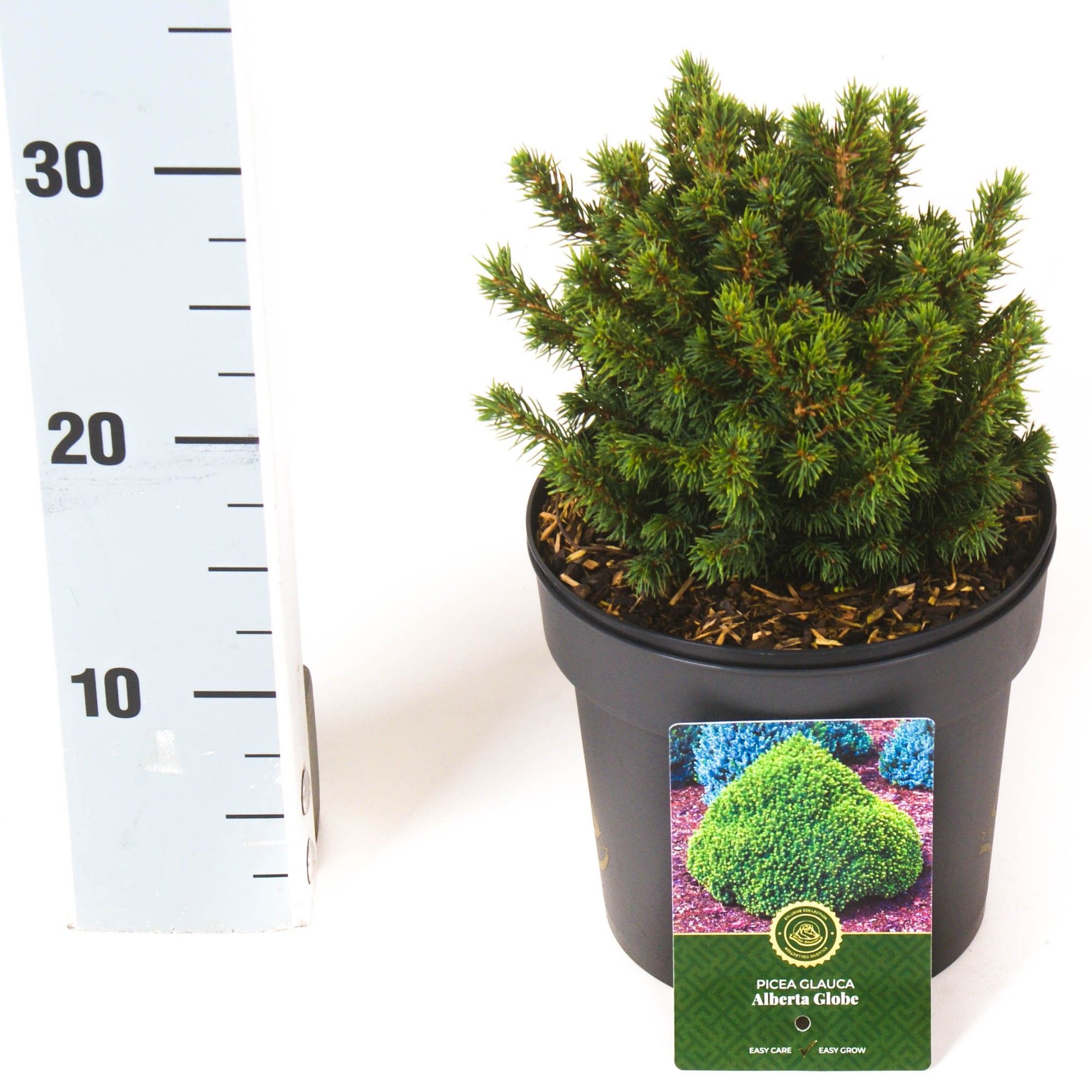 Picea g. 'Alberta Globe', D 18