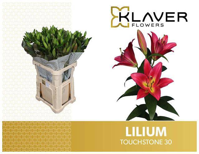 Лилия Тачстоун 85, шт.