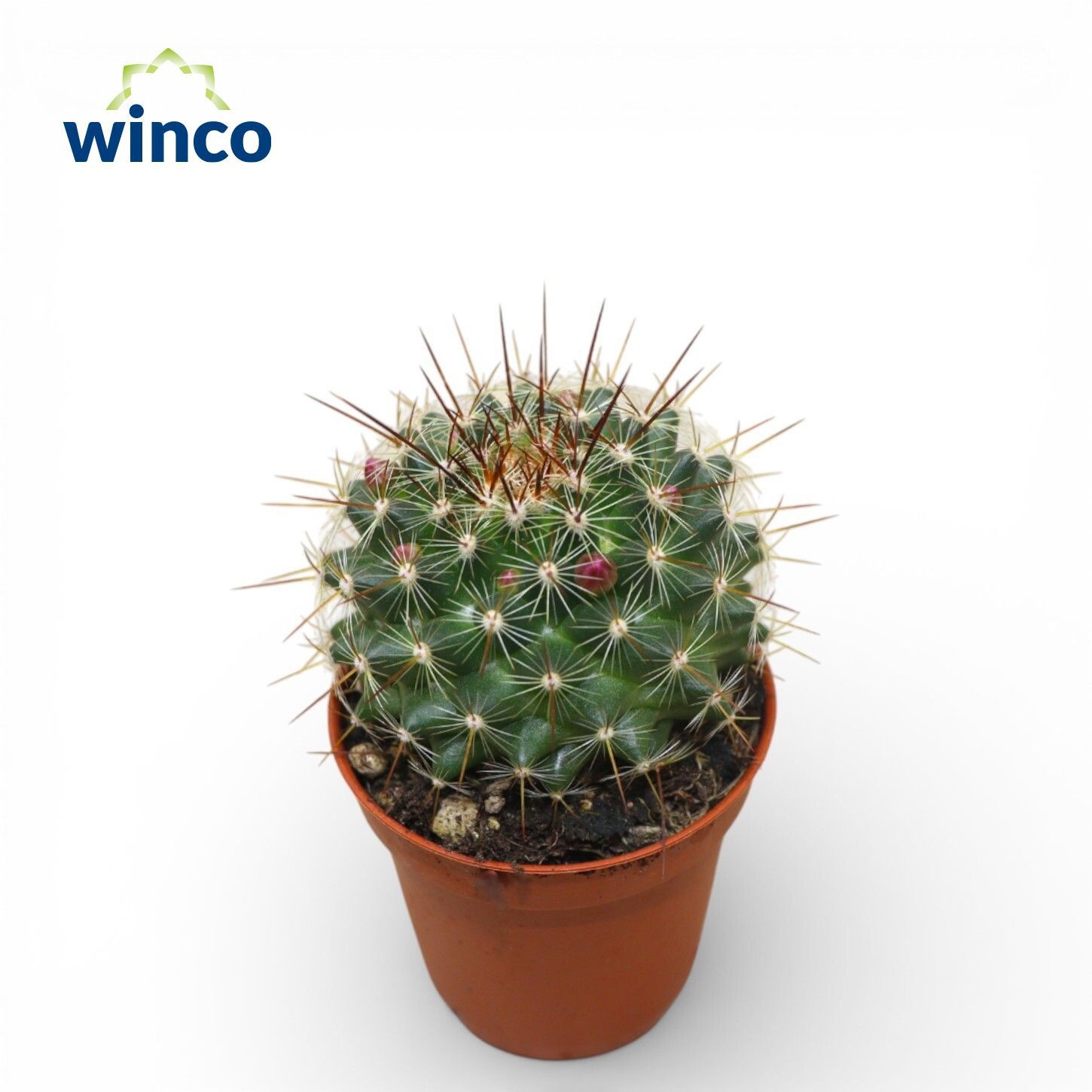 Mammillaria Ginsa Maru, D 5,5