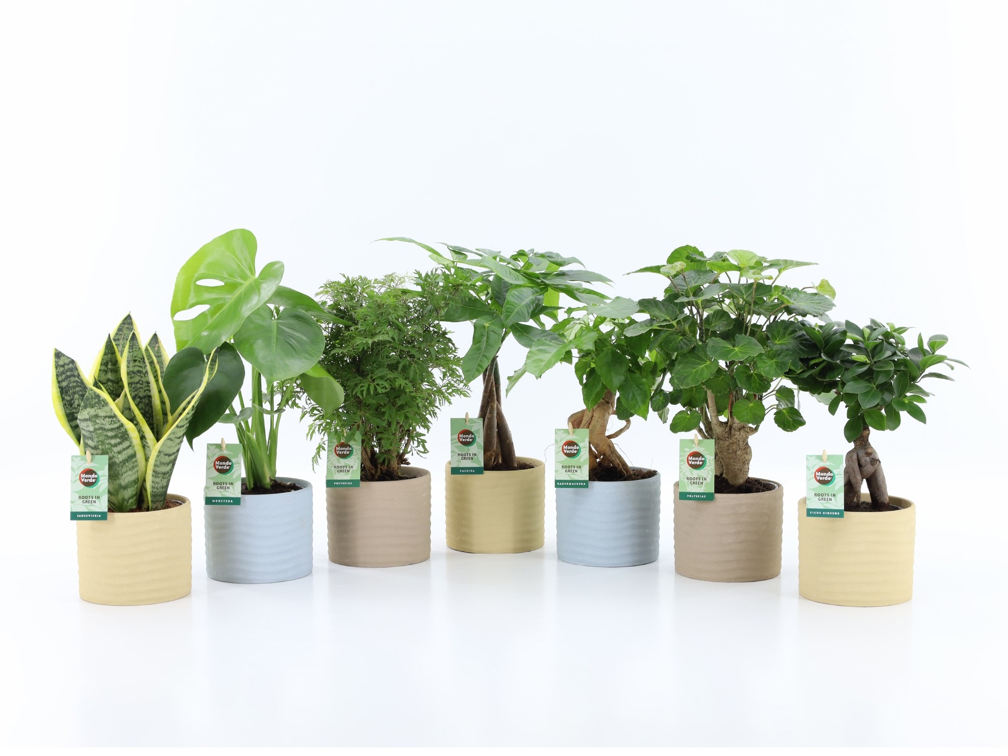 Exotic Green Mix in Ibiza keramiek, D 13