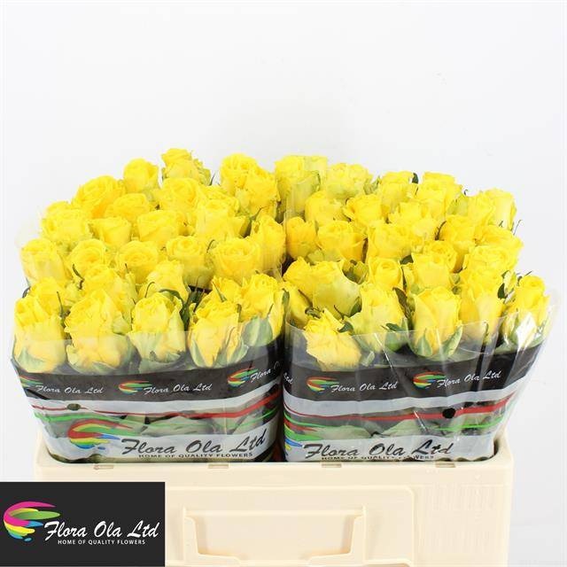 Роза од. Пенни Лэйн 50, шт.