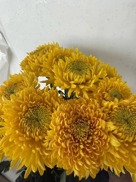 Хризантема од. Принцесс Армгард Еллоу 80, шт.