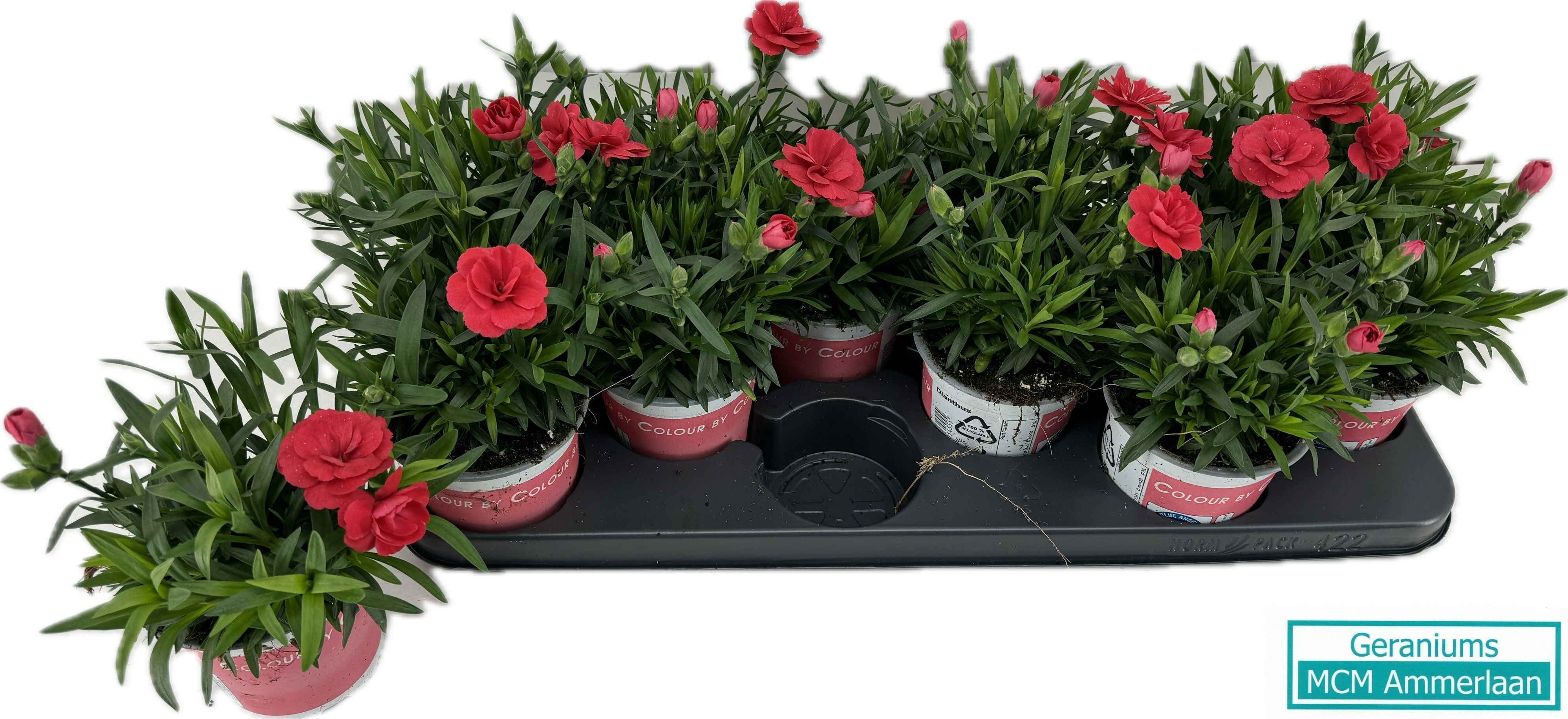 Dianthus Osc Salmon, D 10,5