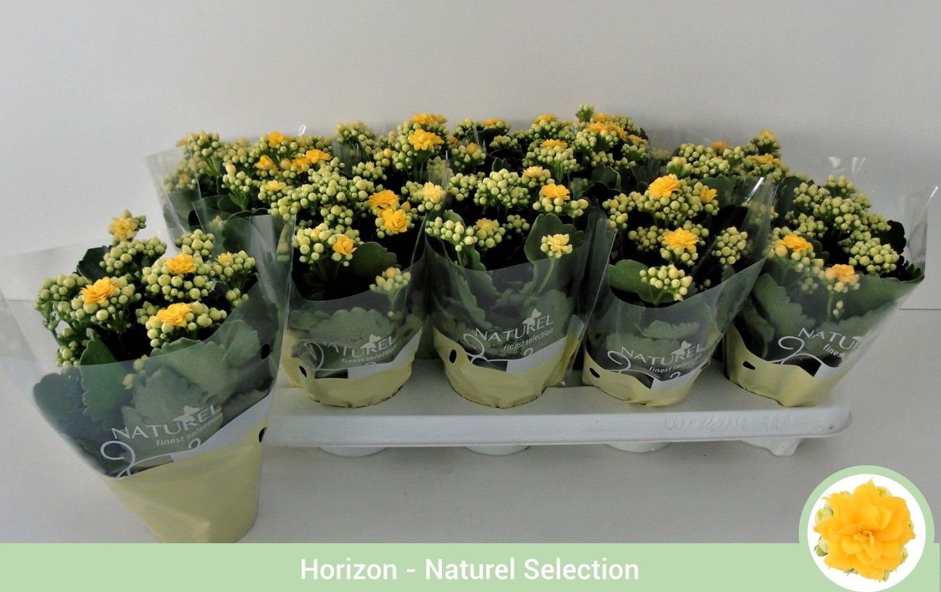 Kalanchoë dubbelbloemig GEEL (Queen Genetics) - Naturel hoes, D 9