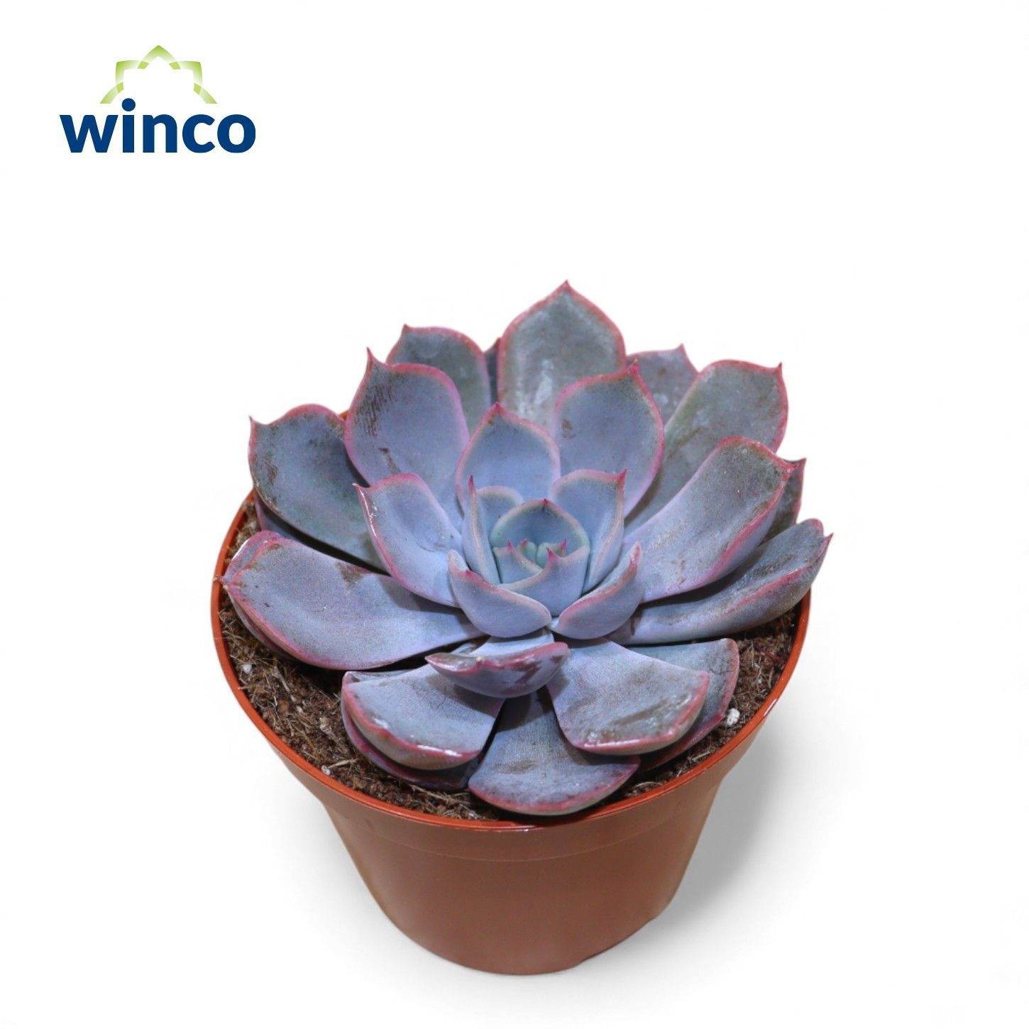 Echeveria Amore, D 8,5
