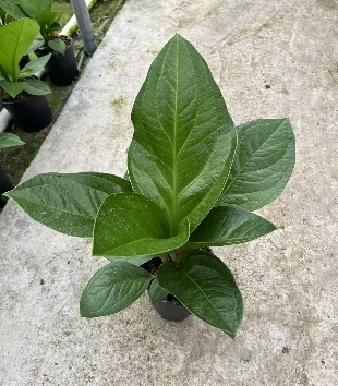 Антуриум Хаф галлон трежер трове 15 35