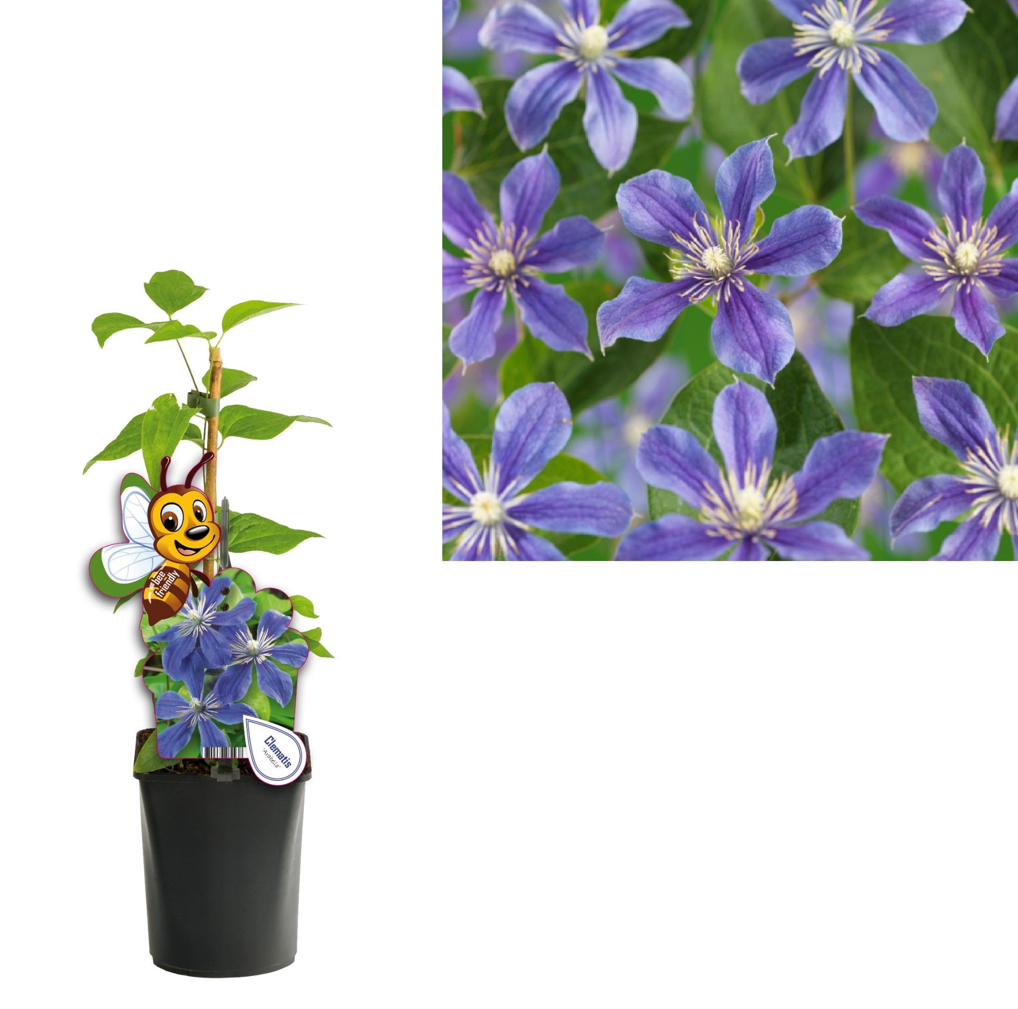 Clematis 'Arabella' +bee label, D 11