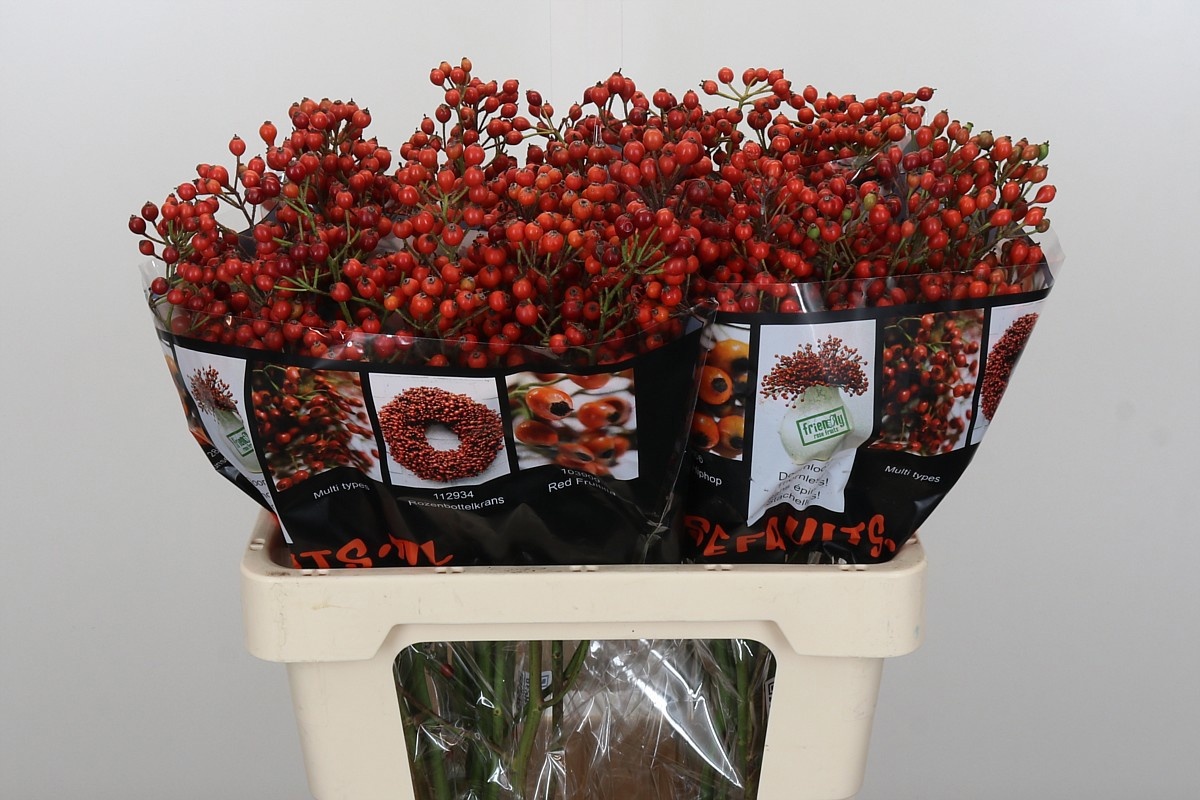 Рузботель Отем Роузфрутс 60, шт.