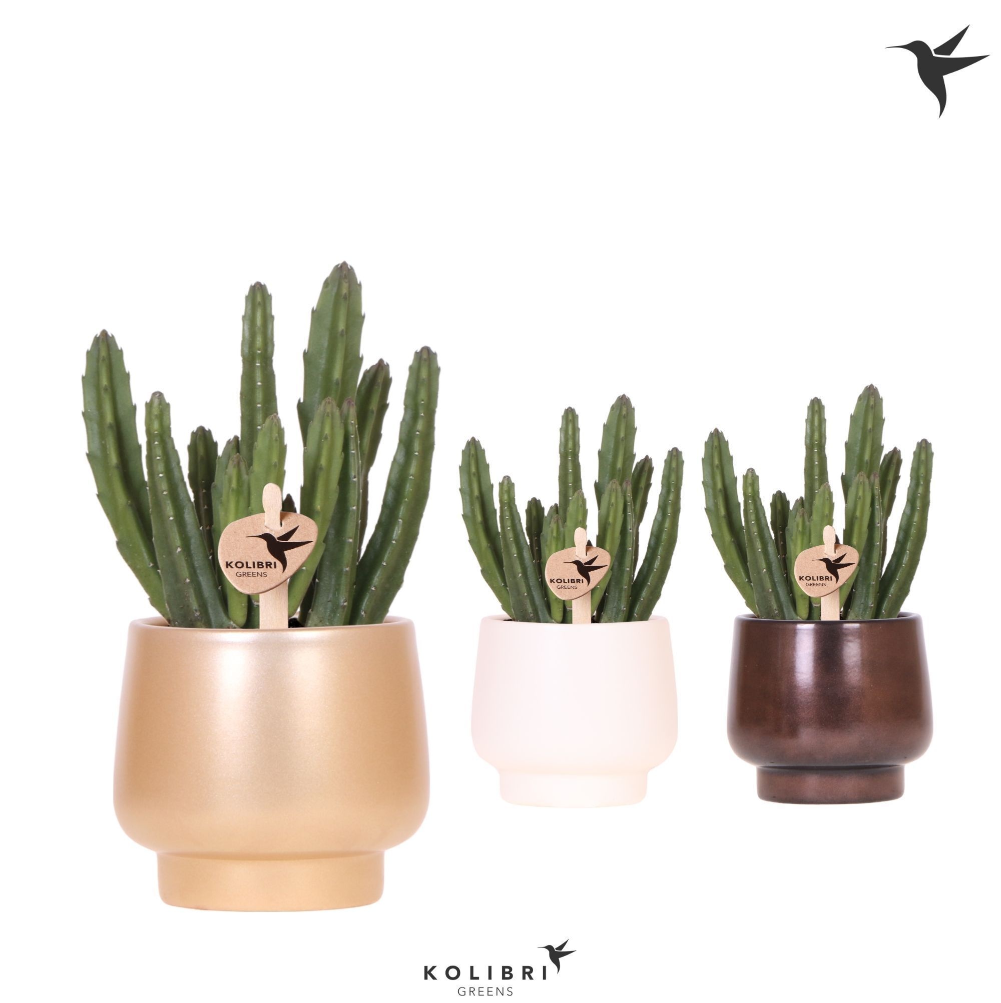 Kolibri Greens Stapelia Leendertziae in Scandic pot gold mix, D 9 cm