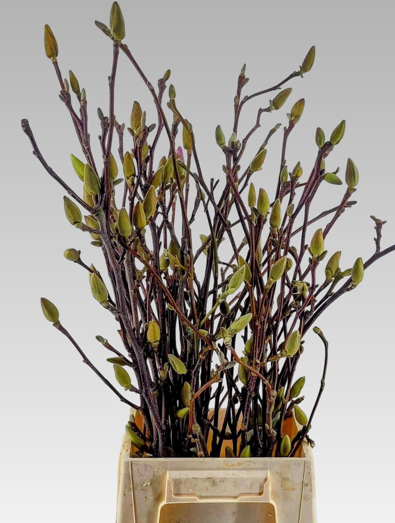 Магнолия Овериг 60, шт.