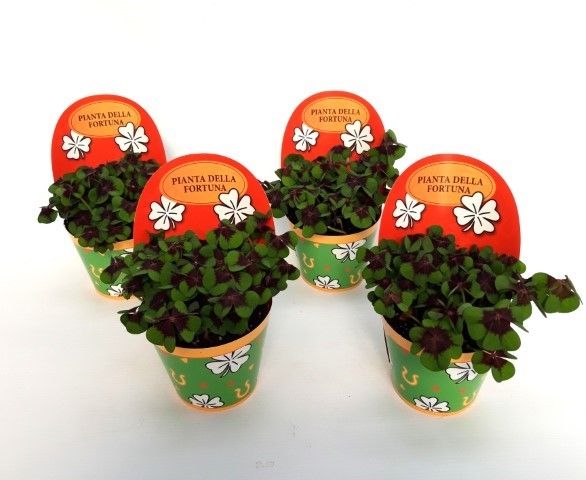 Oxalis deppei Geluk Italiaans, D 9 cm