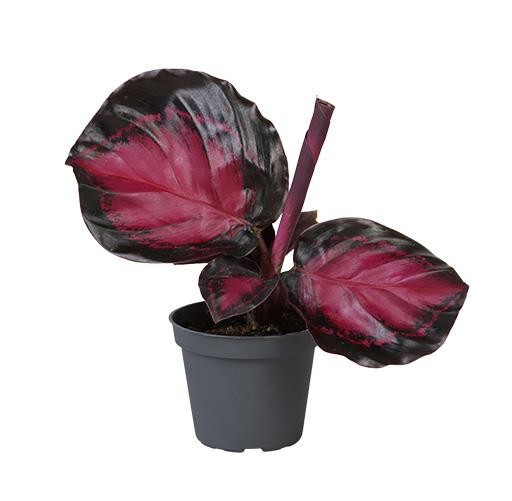 CALATHEA ROSEOPICTA 5393 CRIMSON, D 6 cm