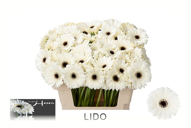 Гермини Лидо, шт.