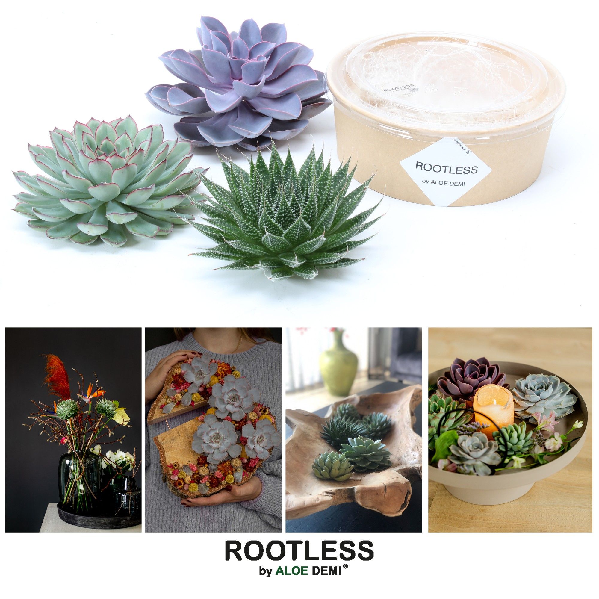 ROOTLESS Succulent 12-14 cm kraft box DIY, D 18 cm