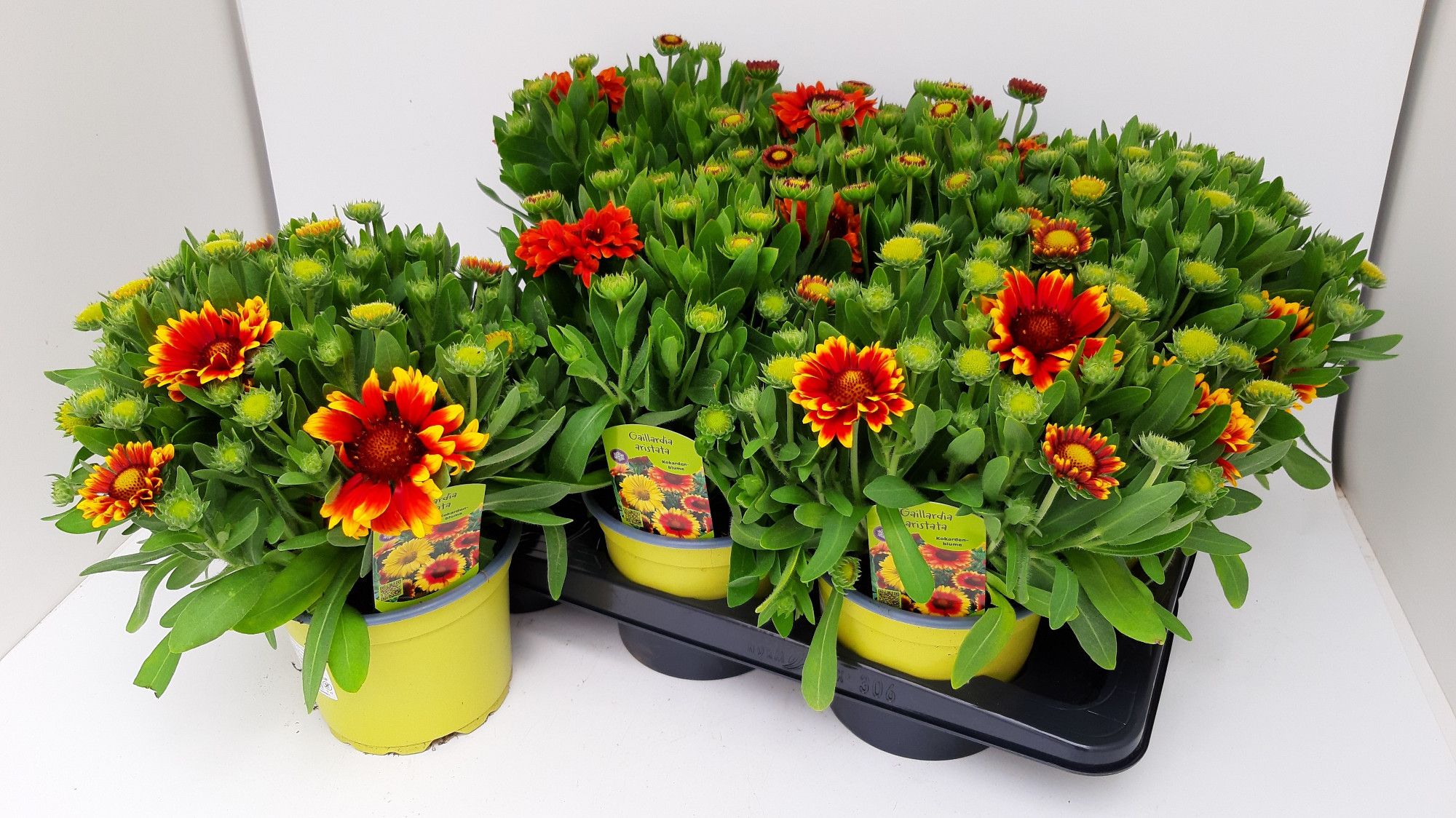 Gaillardia Barbican Yellow Red Ring T17, D 17