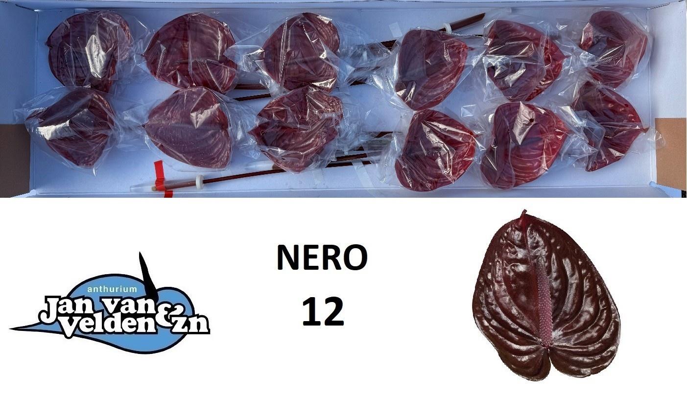 Антуриум Неро (черн.) x12, шт.