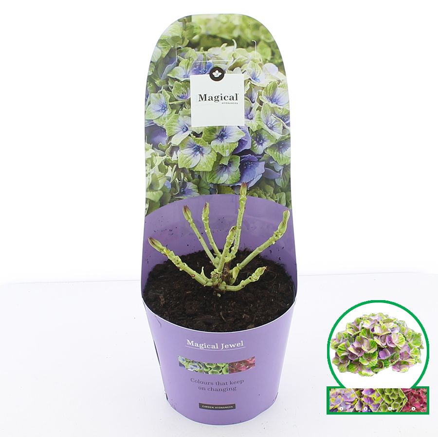 Hydrangea macr. Magical® 'Jewel'® Blauw C2 (17cm.) Potcover, D 17