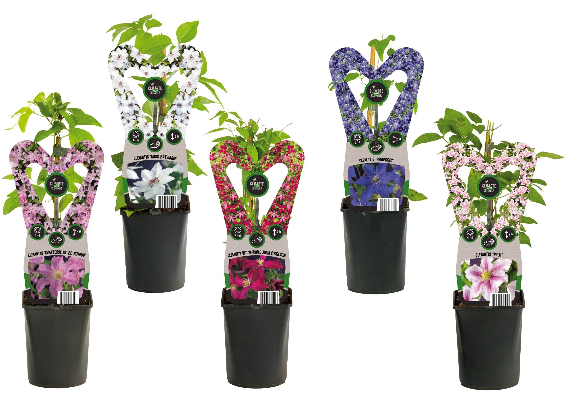 Mixshelf Clematis +3.0 label, D 11