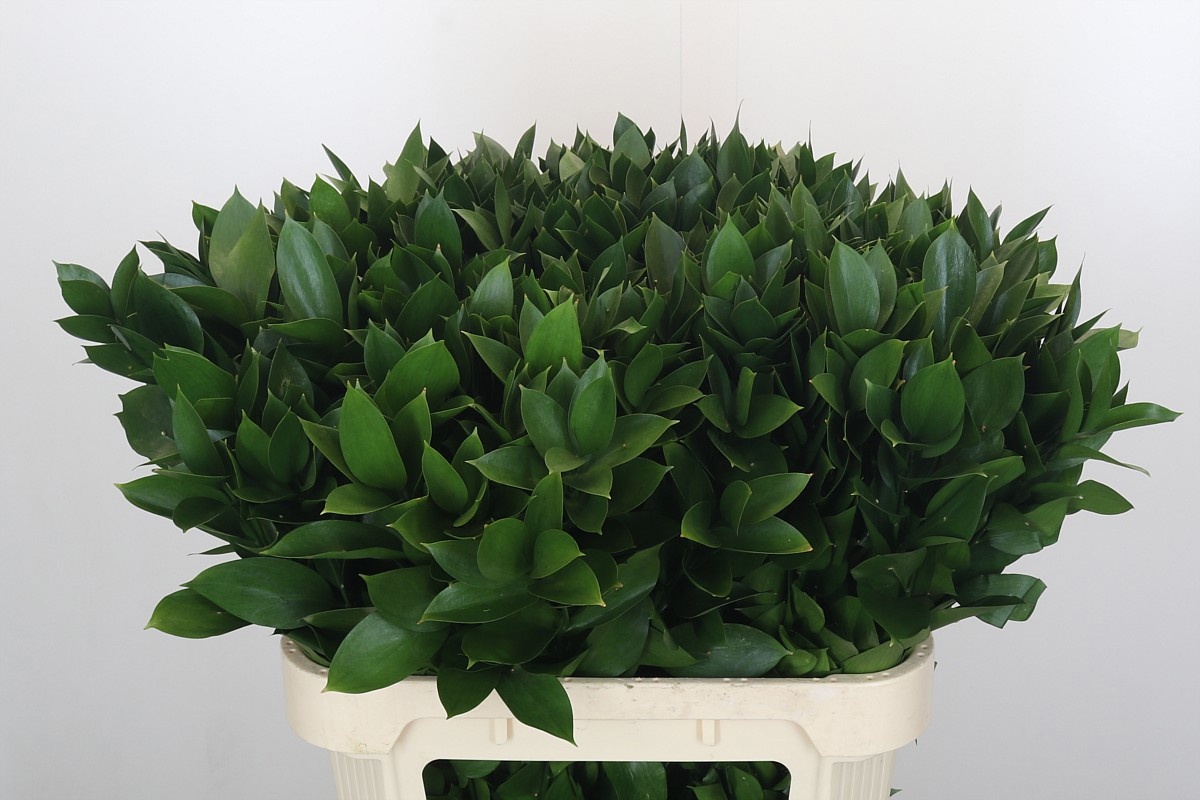 Рускус Израильский 80, шт.