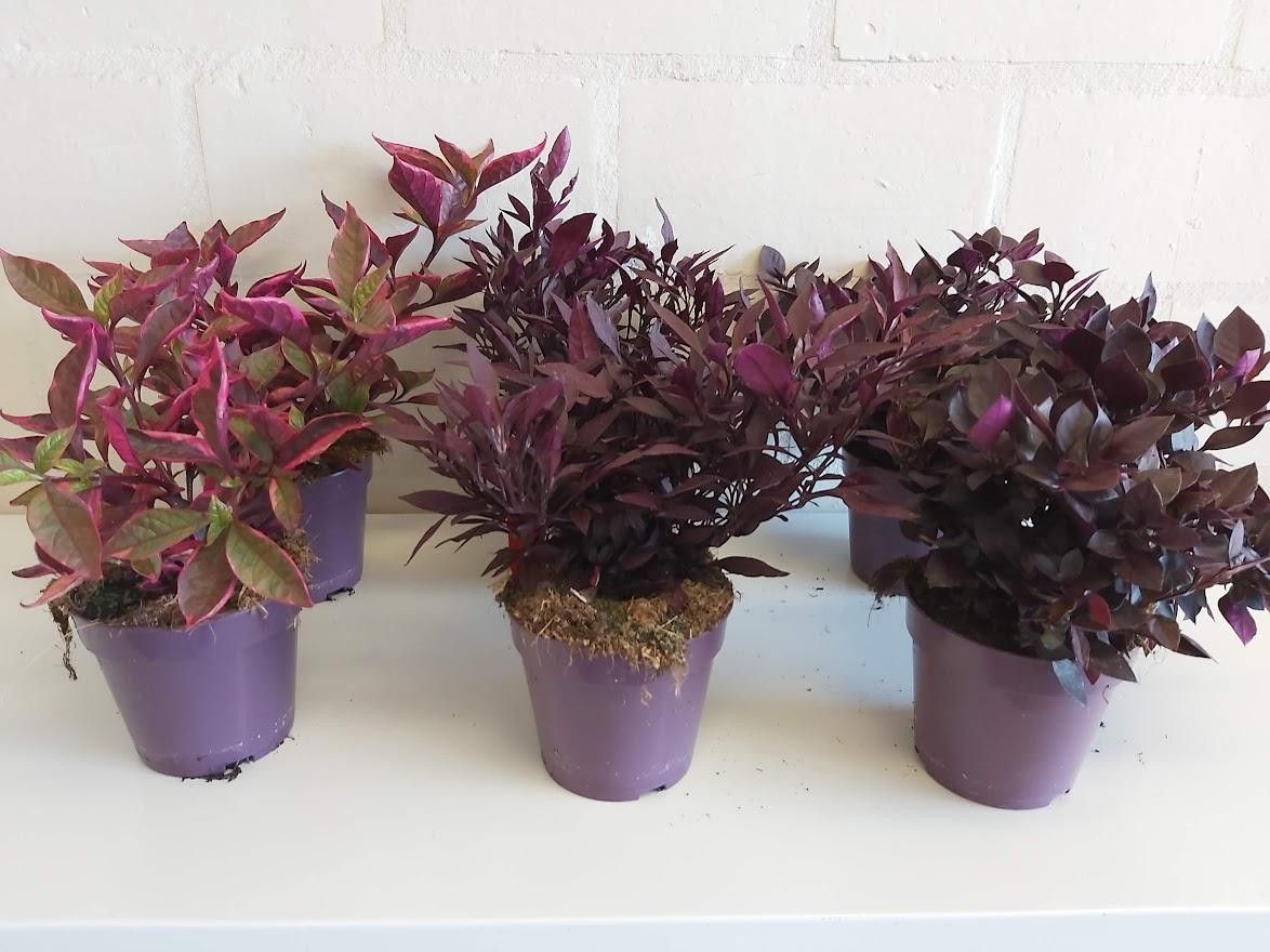 526 PLC : P12 Alternanthera dentata Purlple Knight, D 12
