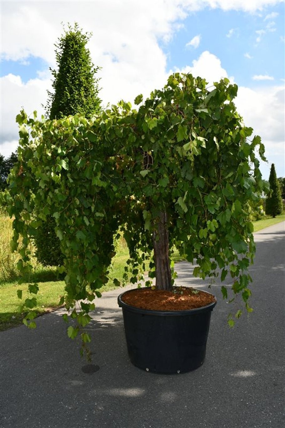 Vitis vinifera, D 96 cm