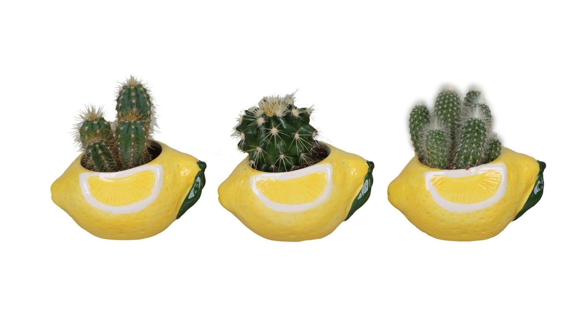 L 66698 with Cactus Mix 6 cm, D 6