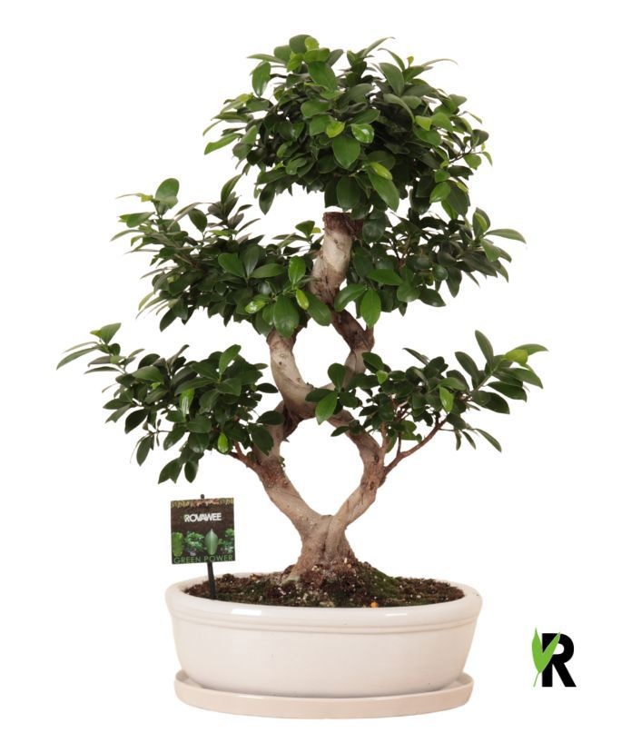 Ficus micr. 8-type in keram. ovaal schaal met schotel wit, D 35