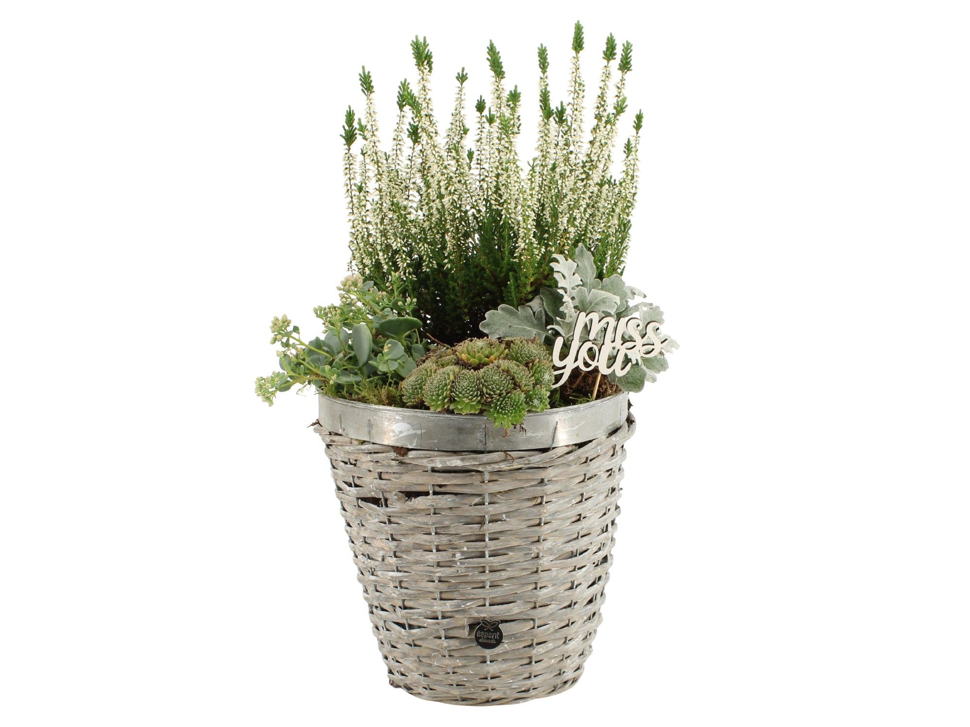 41644: All saints arrangement, D 23