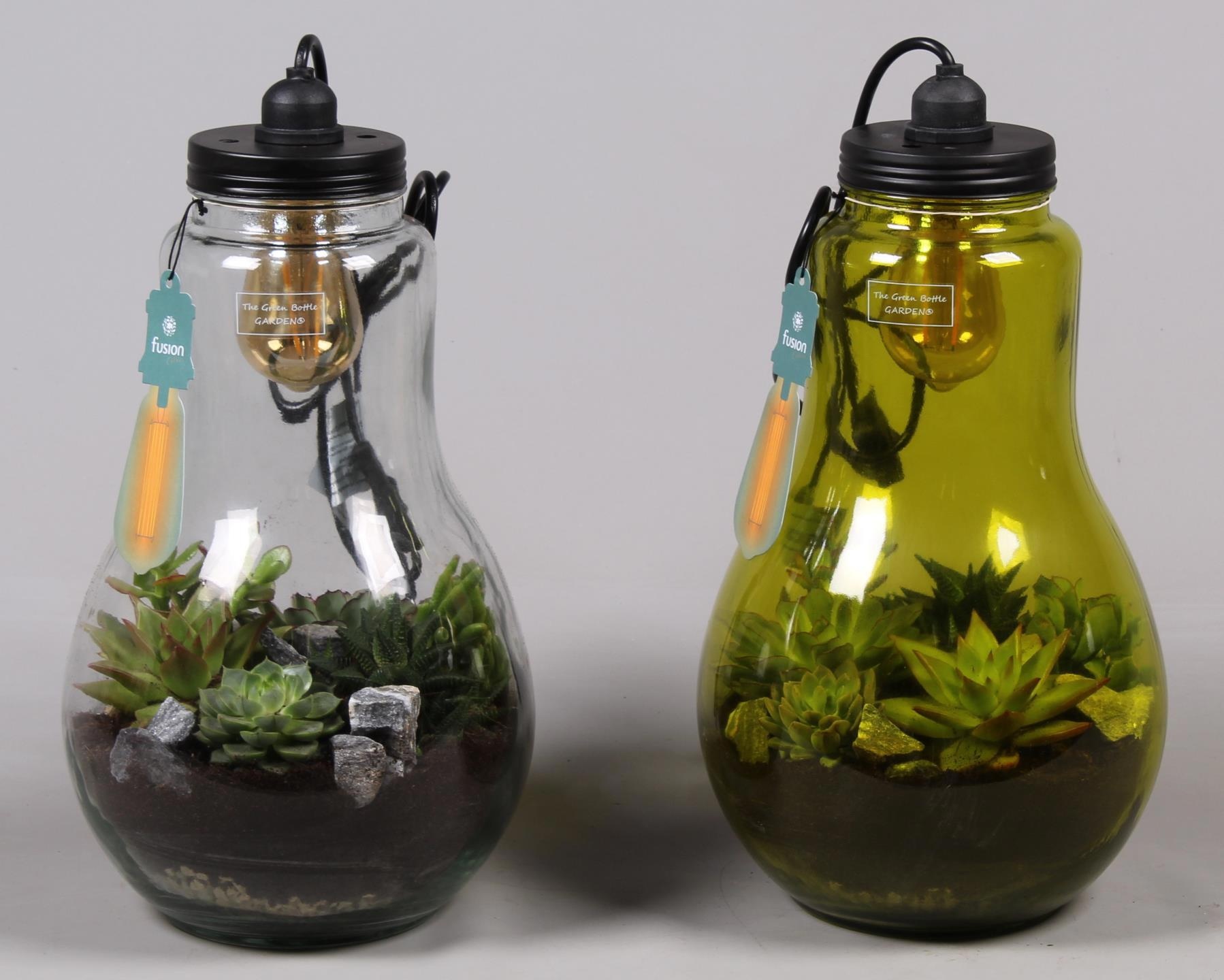Glas Terrarium XXL helder met verlichting met Succulenten, D 24