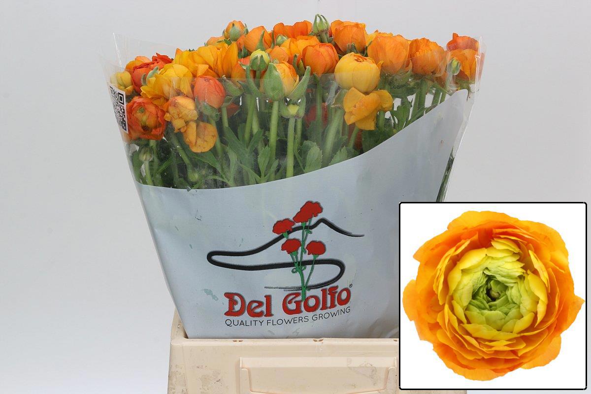 Ранункулус Элеганс Оранж 45, шт.