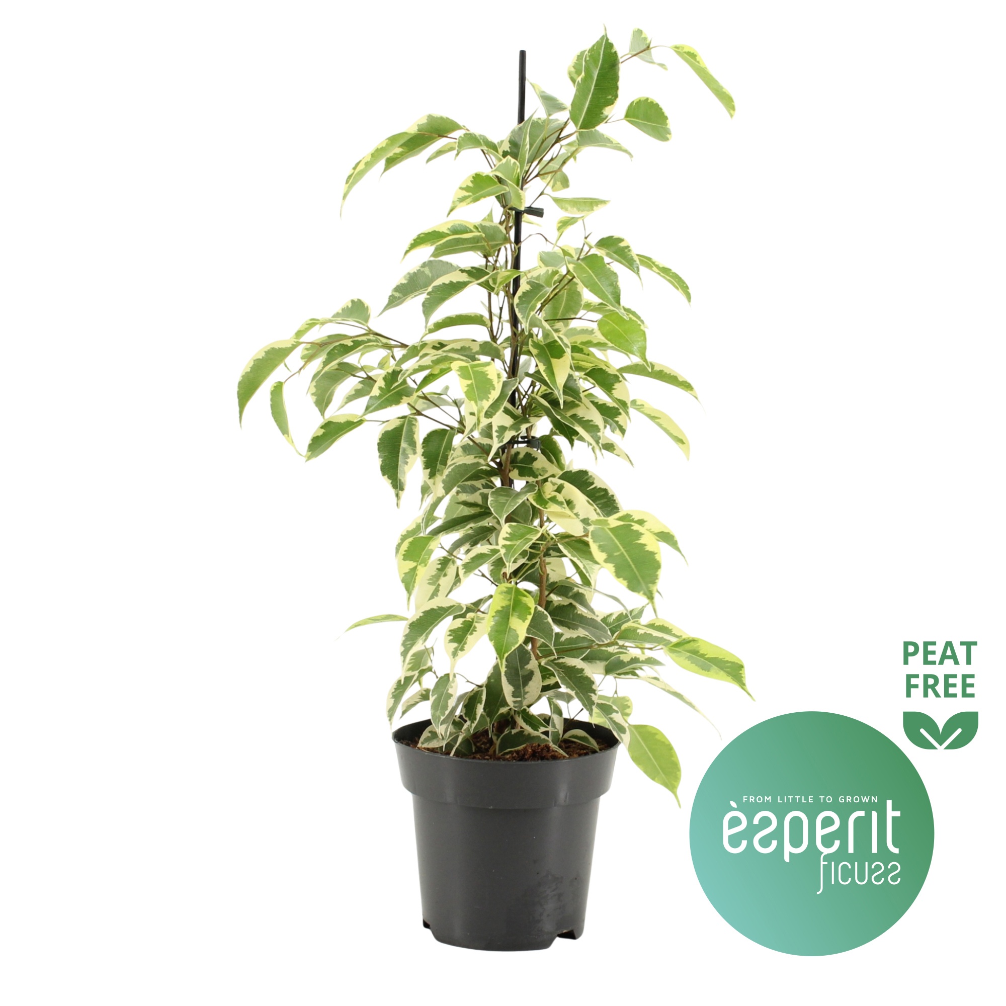 Ficus benjamina Samantha®, D 14