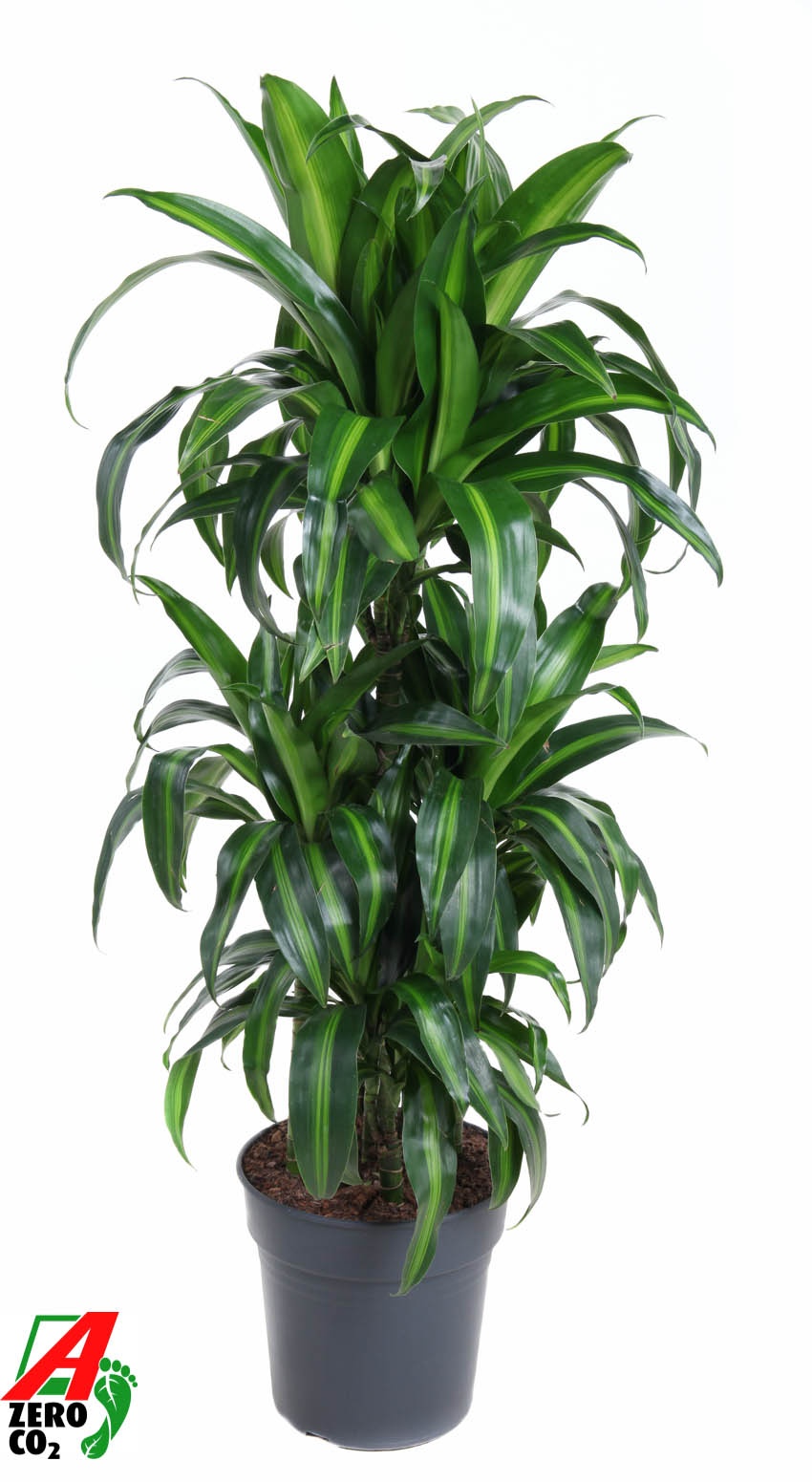 Dracaena Hawaiian 60-carrousel, D 24