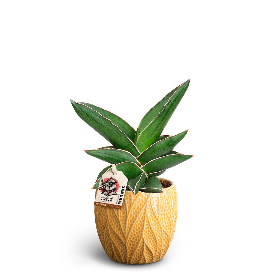 SANSEVIERIA EHRENBERGII 40935034 Leaf T 'SAMURAI DWARF', D 10 cm SANSEVIERIA EHRENBERGII 40935034 Leaf T 'SAMURAI DWARF', D 10 cm