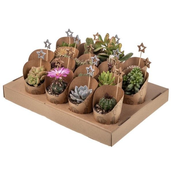 MIX CACTUS AND SUCCULENT IN CARDBOARD TRAY WITH POT COVER Ø 6,5 ECO AND CHRISTMAS PICK -TRAY 16 PCS, D 6,5
