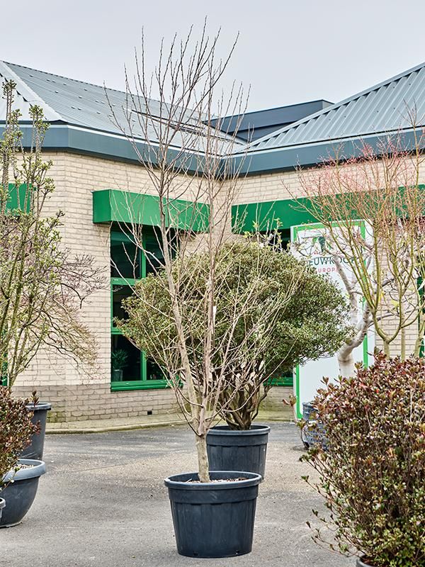 Styrax japonica, D 60