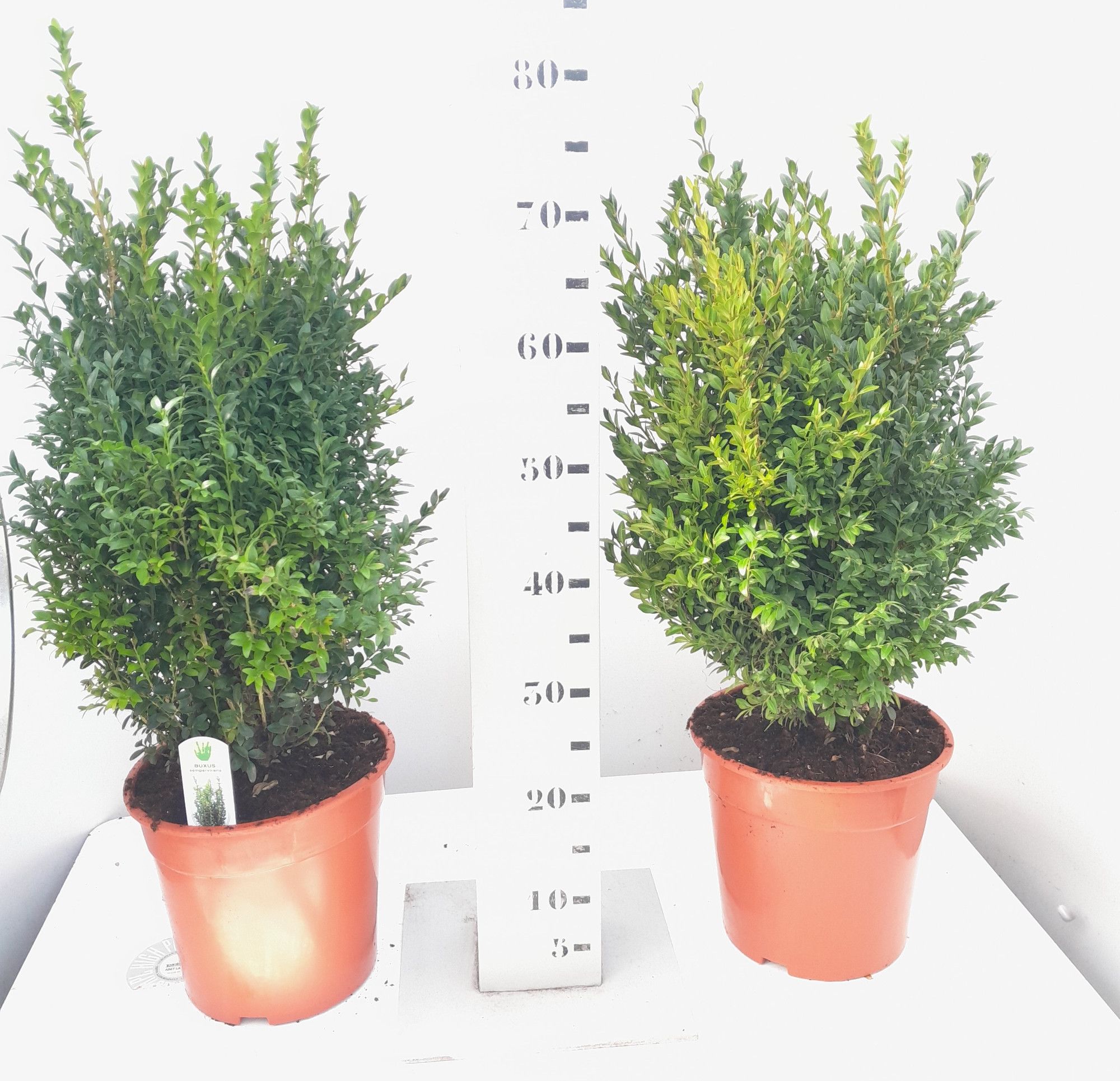 Buxus sempervirens 50-60cm extra, D 24