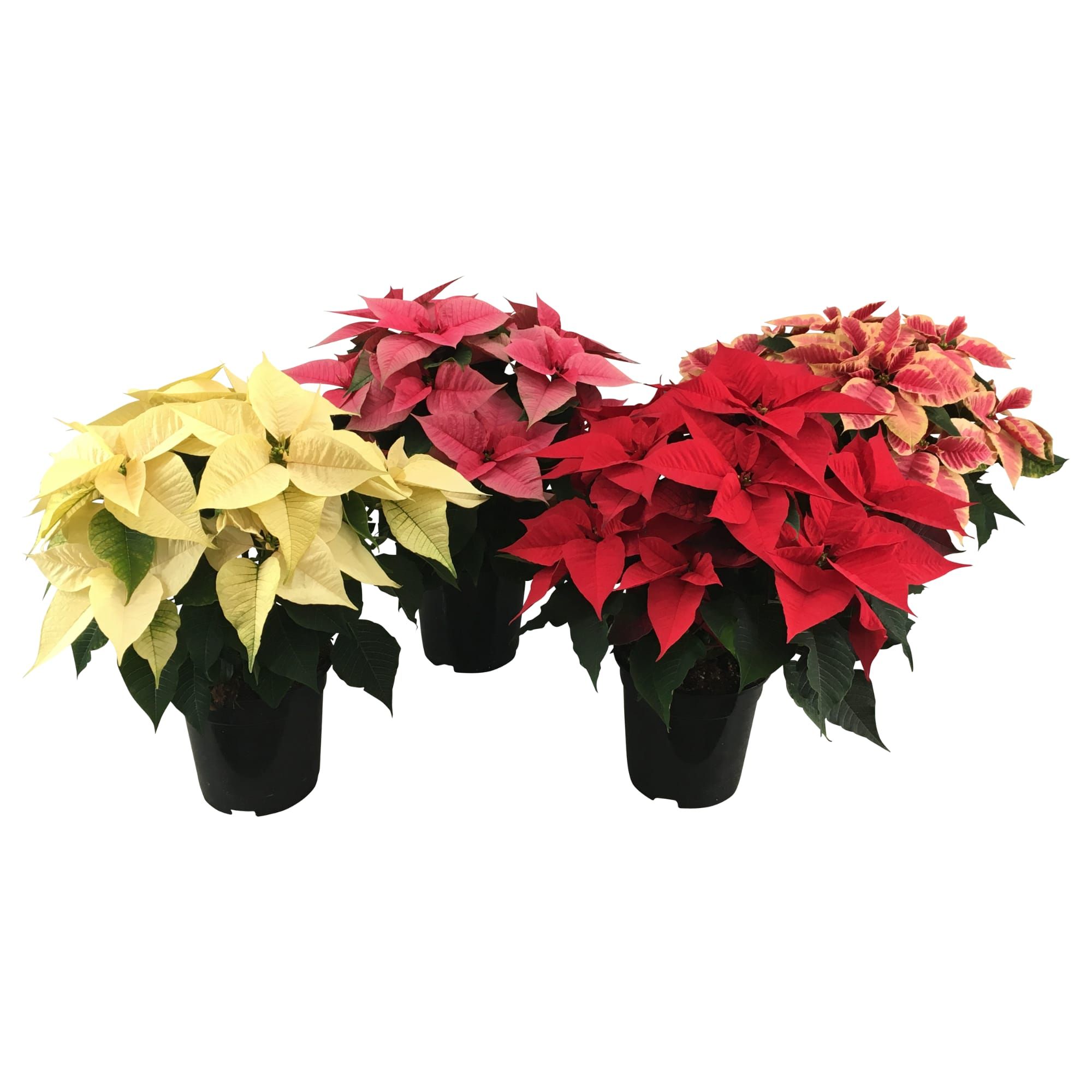 Poinsettia Christmas Feelings Mixkar 12+ schermen, D 19 cm