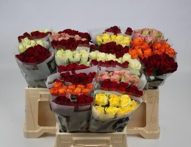 Роза од. KL Микс в баке 40, шт.